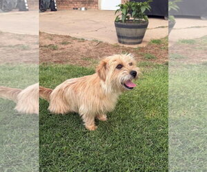 Mutt Dogs for adoption in Grafton, WI, USA