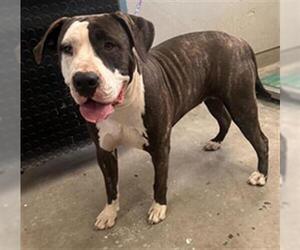 Mutt Dogs for adoption in Camarillo, CA, USA