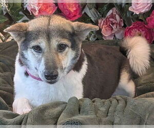 Shiba Inu Dogs for adoption in Bon Carbo, CO, USA