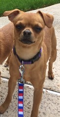 Chug Dogs for adoption in Ridgefield, CT, USA