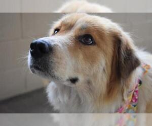 Australian Shepherd-Great Pyrenees Mix Dogs for adoption in Dallas, TX, USA