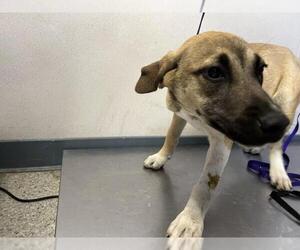 German Shepherd Dog-Unknown Mix Dogs for adoption in Visalia, CA, USA