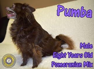 Pomeranian Dogs for adoption in Nicholasville, KY, USA