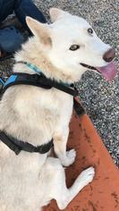 Siberian Husky Dogs for adoption in West Hollywood, CA, USA