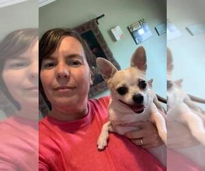 Chihuahua Dogs for adoption in Thibodaux, LA, USA