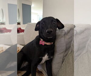 Mountain Cur-Unknown Mix Dogs for adoption in Boston, MA, USA