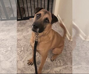 Black Mouth Cur-Unknown Mix Dogs for adoption in Key Largo, FL, USA