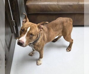 American Pit Bull Terrier-Unknown Mix Dogs for adoption in Mt. Gilead, OH, USA