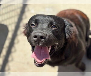 Anatolian Shepherd-Unknown Mix Dogs for adoption in Tulsa, OK, USA