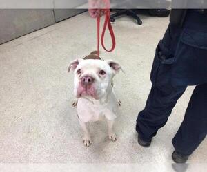 American Pit Bull Terrier-Unknown Mix Dogs for adoption in Riverside, CA, USA