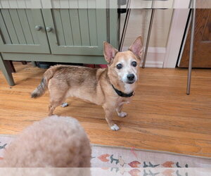 Chihuahua-Unknown Mix Dogs for adoption in Farmington, MN, USA