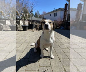Beagle-Unknown Mix Dogs for adoption in Derwood, MD, USA