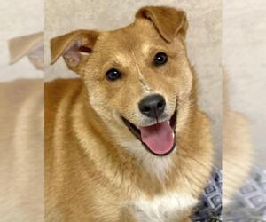 Australian Shepherd-Beagle Mix Dogs for adoption in Eureka Springs, AR, USA