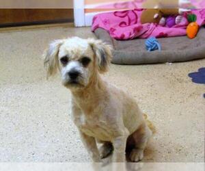 Shih-Poo Dogs for adoption in York, SC, USA