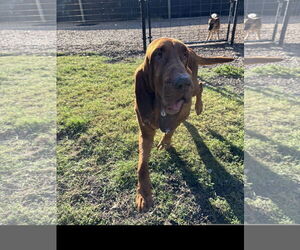 Bloodhound Dogs for adoption in Denton, TX, USA