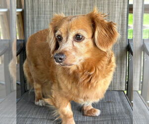 Dachshund-Unknown Mix Dogs for adoption in Weston, FL, USA
