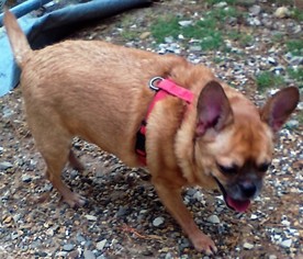 Chug Dogs for adoption in Pawtucket, RI, USA