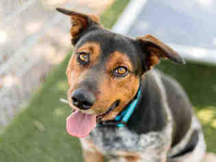Australian Cattle Dog Dogs for adoption in Martinez, CA, USA