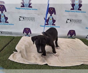 American Pit Bull Terrier Dogs for adoption in Orlando, FL, USA