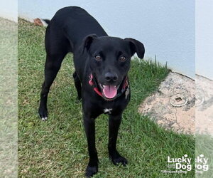 Labrador Retriever-Unknown Mix Dogs for adoption in Washington, DC, USA