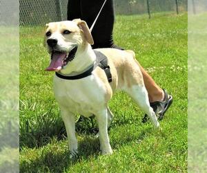 Beabull Dogs for adoption in Martinsburg, WV, USA