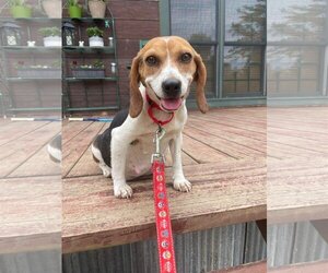 Beagle Dogs for adoption in Cromwell, KY, USA