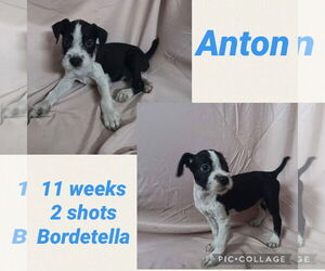 Italian Greyhound-Parson Russell Terrier Mix Dogs for adoption in Virginia Beach, VA, USA