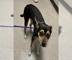 Chihuahua-Unknown Mix Dogs for adoption in Las Vegas, NV, USA