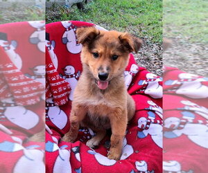 Australian Shepherd-Unknown Mix Dogs for adoption in Missouri City, TX, USA