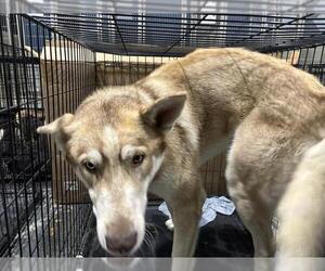 - Mix Dogs for adoption in Bakersfield, CA, USA
