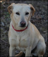Labrador Retriever-Unknown Mix Dogs for adoption in Madison, AL, USA