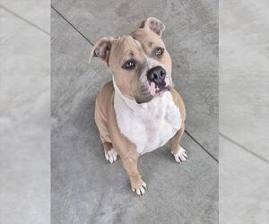 Mutt Dogs for adoption in Decatur, IL, USA