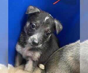 Siberian Husky Dogs for adoption in Houston, TX, USA