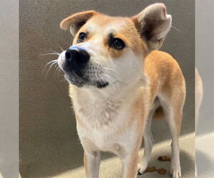 Akita-Siberian Husky Mix Dogs for adoption in Rancho Cucamonga, CA, USA