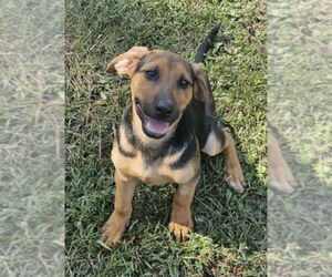 Mutt Dogs for adoption in Boston, MA, USA