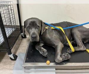 Mutt Dogs for adoption in Pasadena, CA, USA