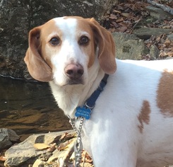 English Foxhound Dogs for adoption in Potomac, MD, USA