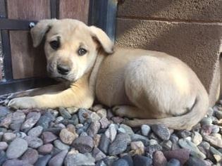 Mastador Dogs for adoption in Glendale , AZ, USA