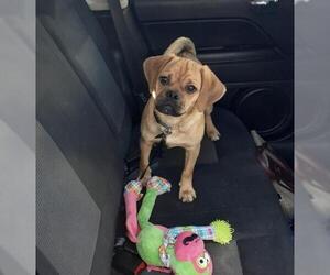 Puggle Dogs for adoption in Forest, VA, USA