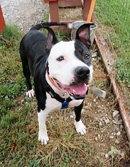 American Staffordshire Terrier Dogs for adoption in Franklin, TN, USA