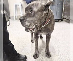 Mutt Dogs for adoption in Houston, TX, USA