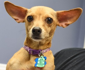 Chiweenie Dogs for adoption in Minneapolis, MN, USA