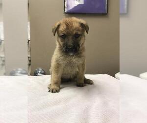 German Shepherd Dog-Unknown Mix Dogs for adoption in Conroe, TX, USA
