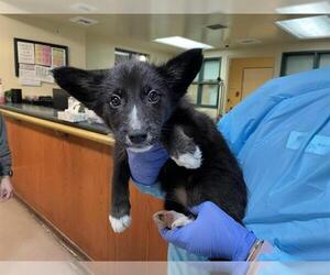 Siberian Husky-Unknown Mix Dogs for adoption in Pasadena, CA, USA