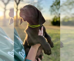 Labrador Retriever-Unknown Mix Dogs for adoption in Fort Worth, TX, USA