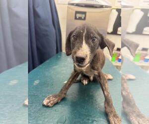 Labrador Retriever-Unknown Mix Dogs for adoption in Mobile, AL, USA