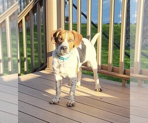 Beagle-Unknown Mix Dogs for adoption in Omaha, NE, USA