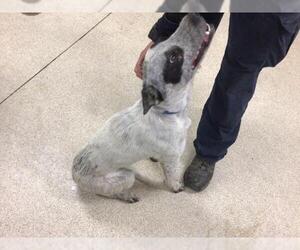 Mutt Dogs for adoption in Riverside, CA, USA