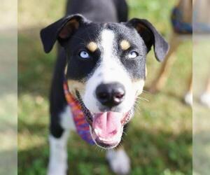 Mutt Dogs for adoption in San Antonio, TX, USA