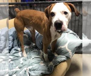 Boxer Dogs for adoption in Interlochen, MI, USA